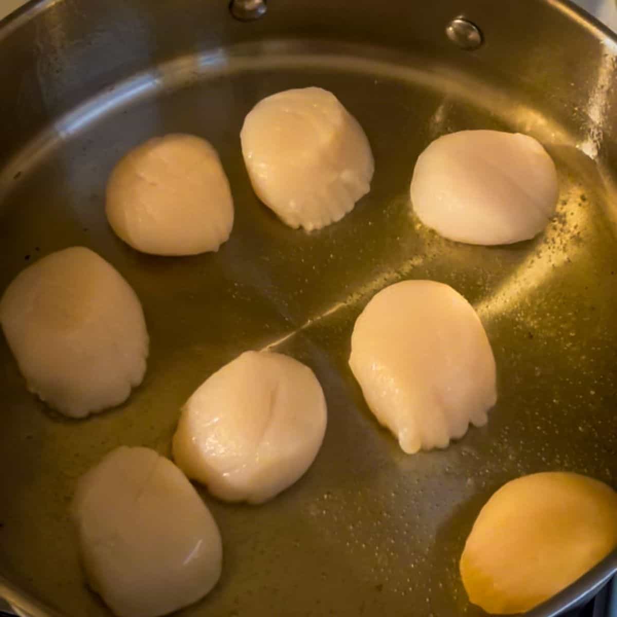 single layer of sea scallops in a stainless steel pan.