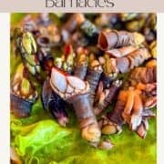 pile of barnacles on a plate.